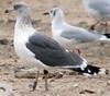 juvenile LBBG, ringed in the Netherlands.